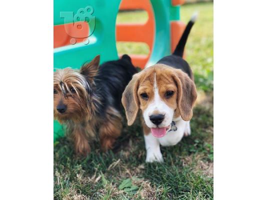 PoulaTo: πανέμορφο beagle έτοιμο